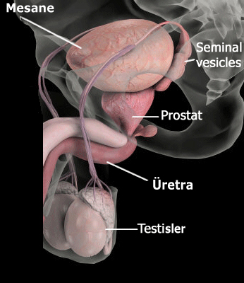 Prostat Anatomisi